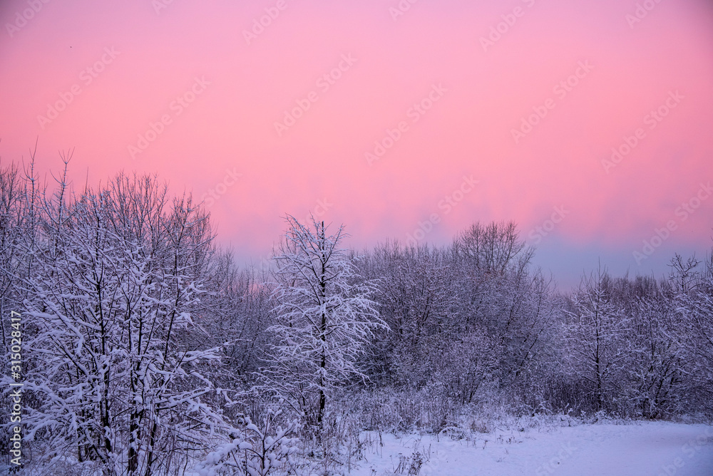 Bright pink-purple dawn over a snow-covered Park Bright pink-purple dawn over a snow-covered Park