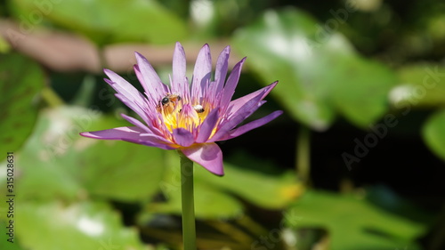 lotus flowers