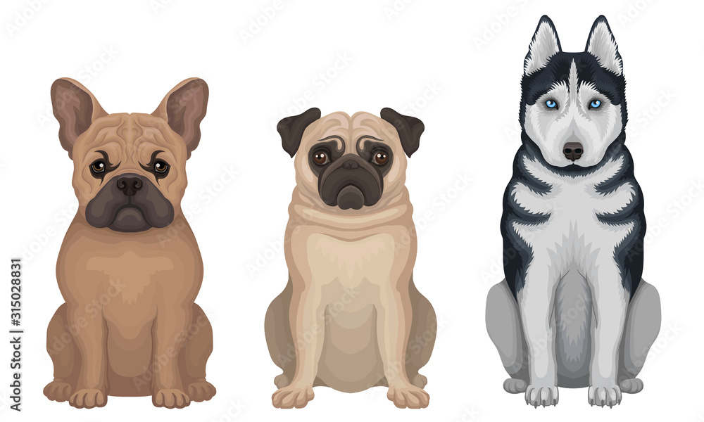 Different Breeds of Dogs Sitting in one Pose Front View Vector Set