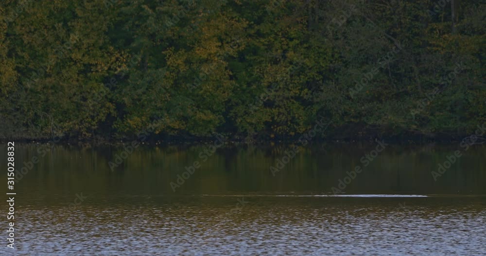 Birds and autumn lake, Auvergne, France. Birds and autumn lake, Auvergne, France.
