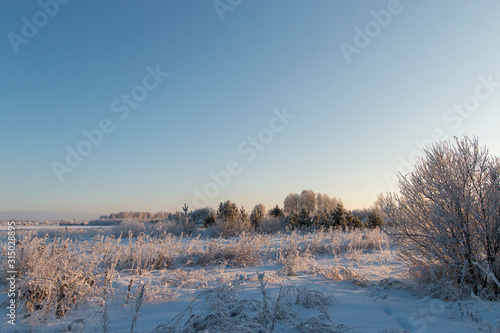 Winter landscape. Dry grass, bushes and trees in hoarfrost in a white field covered with snow. Skyline. Blue sky. Sunny frosty day. © Olga