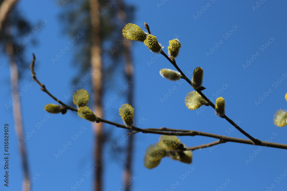 Willow blossoms in early spring in the forest. Her flowers look like fluffy kittens Willow blossoms in early spring in the forest. Her flowers look like fluffy kittens