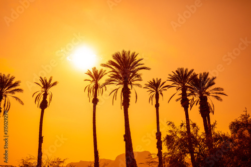 Row of tropic palm trees against a sunset sky. Silhouette of tall palm trees. Tropical evening landscape. Beautiful tropic nature.