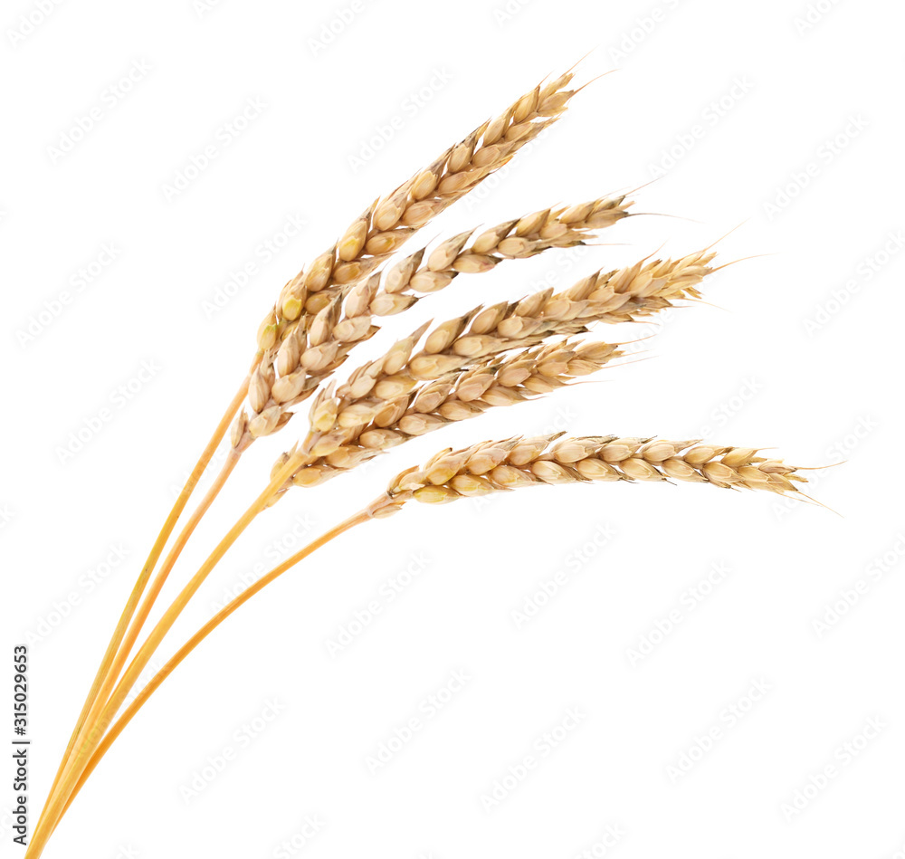 Ears of wheat. Ears of wheat.
