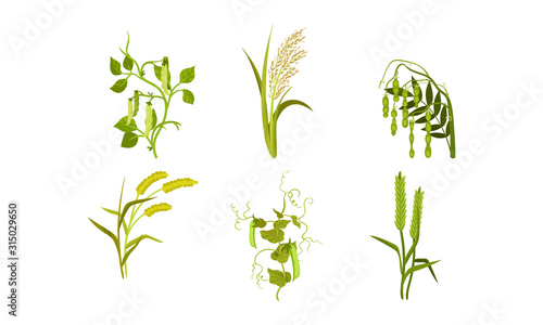 Cereal Agricultural Plants Isolated on White Background Vector Set