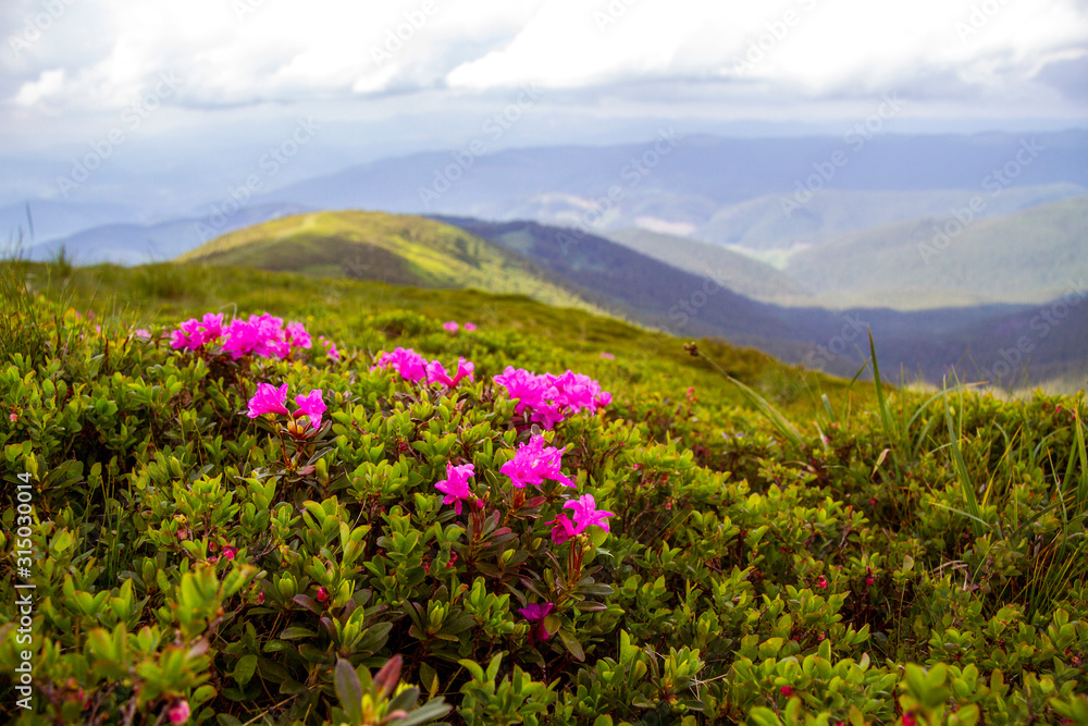 Carpathian mountains in summer Carpathian mountains in summer