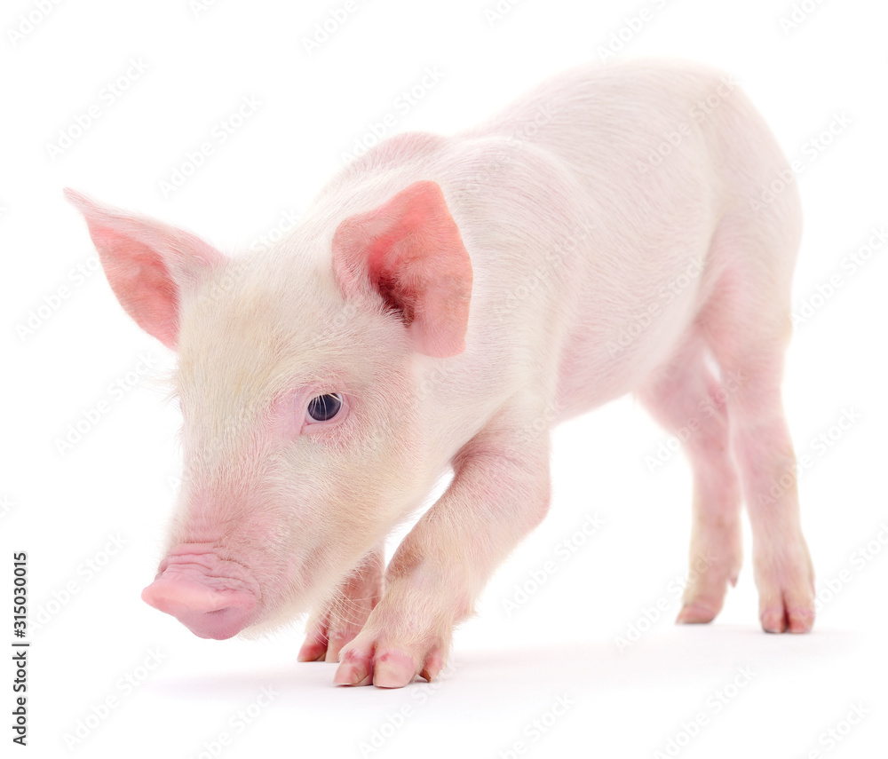 Pig on white Pig on white