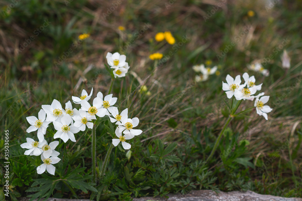 Alpine vegetation, flowering mountains Alpine vegetation, flowering mountains