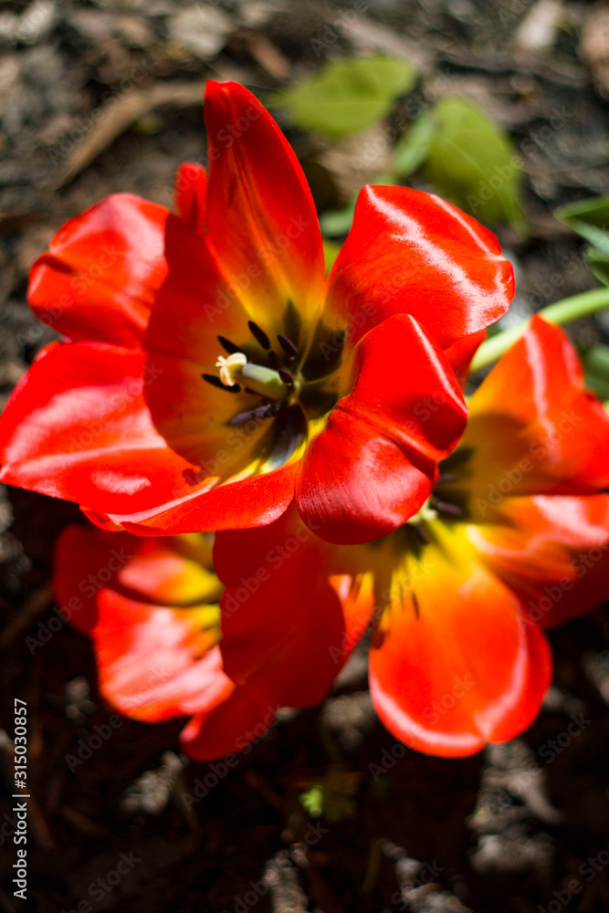 large red-yellow tulips lit by the bright spring sun.