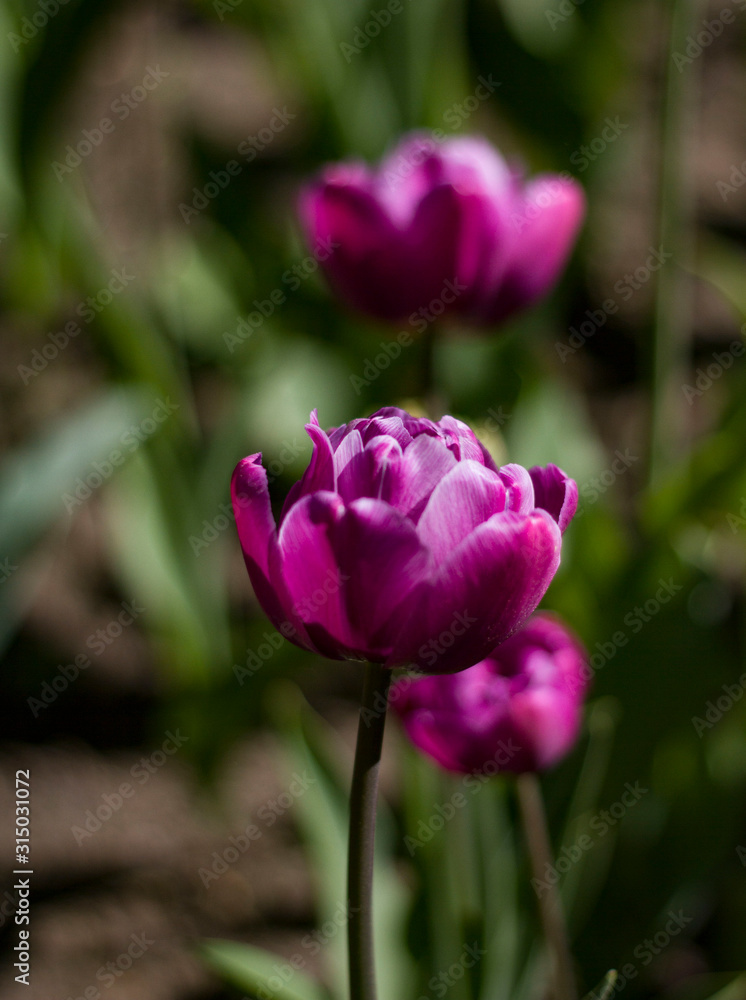 lilac-pink tulips lit by the spring sun on lilac-pink tulips lit by the spring sun on