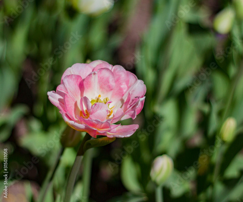 large light pink tulips with white stripes close up