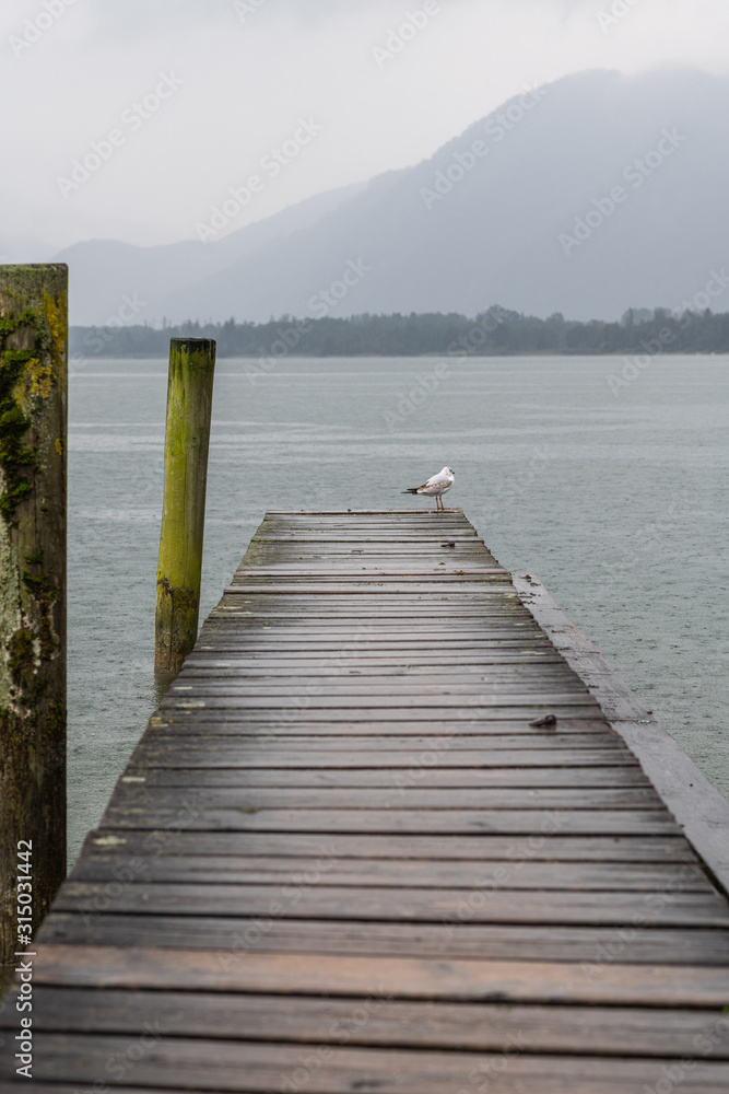 Obraz premium Möven am Steg
