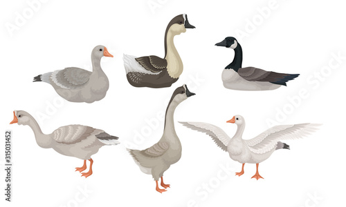 Fotografia Greylag Geese Standing with Stretched Wings and Sitting on the Ground Vector Ill