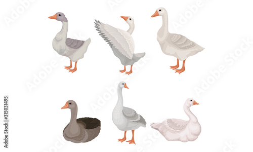 Grey and White Geese Standing with Stretched Wings and Sitting on the Ground Vector Illustrations