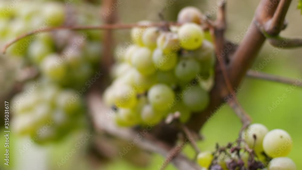 Bunch of Grapes on Vineyard at Vine Production Farm Bunch of Grapes on Vineyard at Vine Production Farm