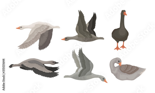 Greylag Geese in Flying Pose with Stretched Wings and in Standing Pose Vector Set