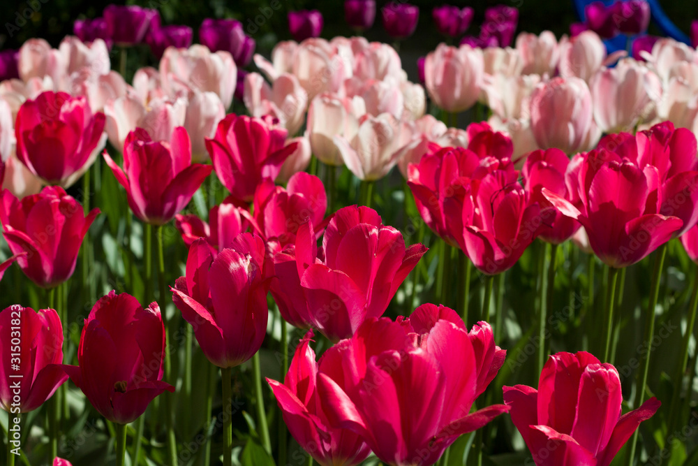 Fototapeta premium glade covered with many violet pink tulips
