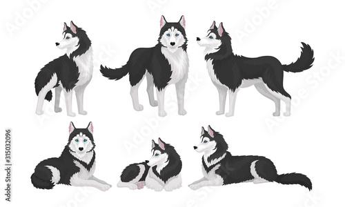 Husky in Different Poses Isolated on White Background Vector Set