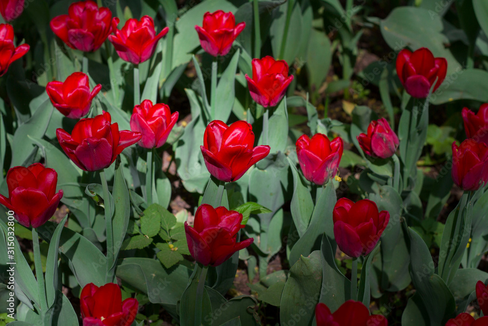 a large glade dotted with multicolored tulips lit by the bright sun. a large glade dotted with multicolored tulips lit by the bright sun.