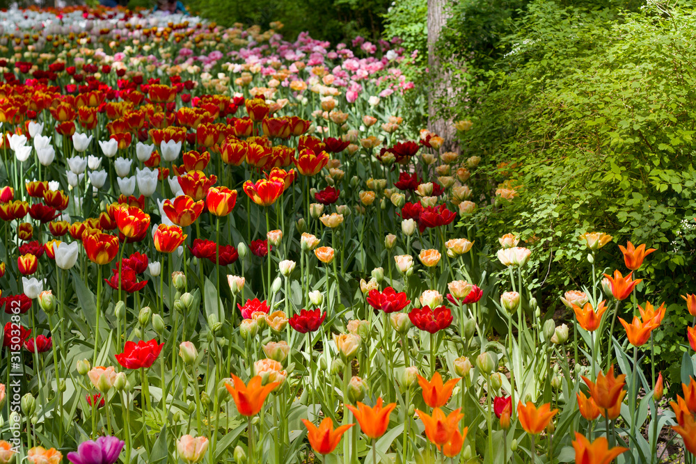 a large glade dotted with multicolored tulips lit by the bright sun.