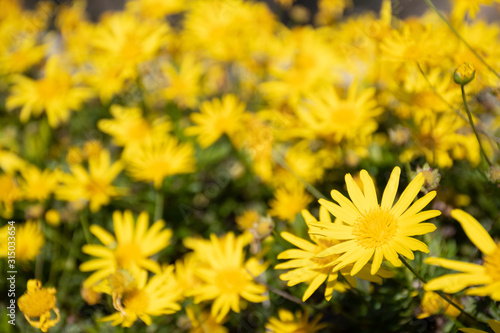 Beautiful group of yellow daisy  marguerite or marguerite daisy flower