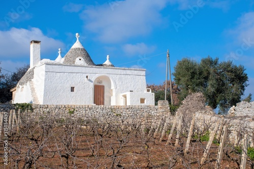 Trullo with white house, vineyard and olive trees traditional old houses and old stone wall in Puglia, Italy, Europe