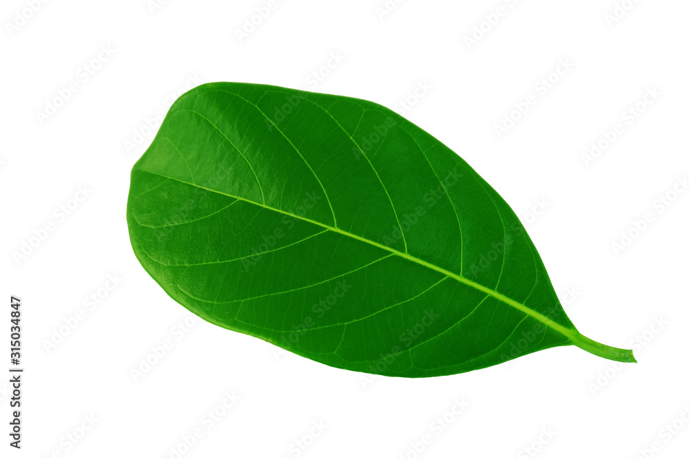 Jackfruit leaves isolated on white background. Green leaves isolated on white background. Jackfruit leaves isolated on white background. Green leaves isolated on white background.