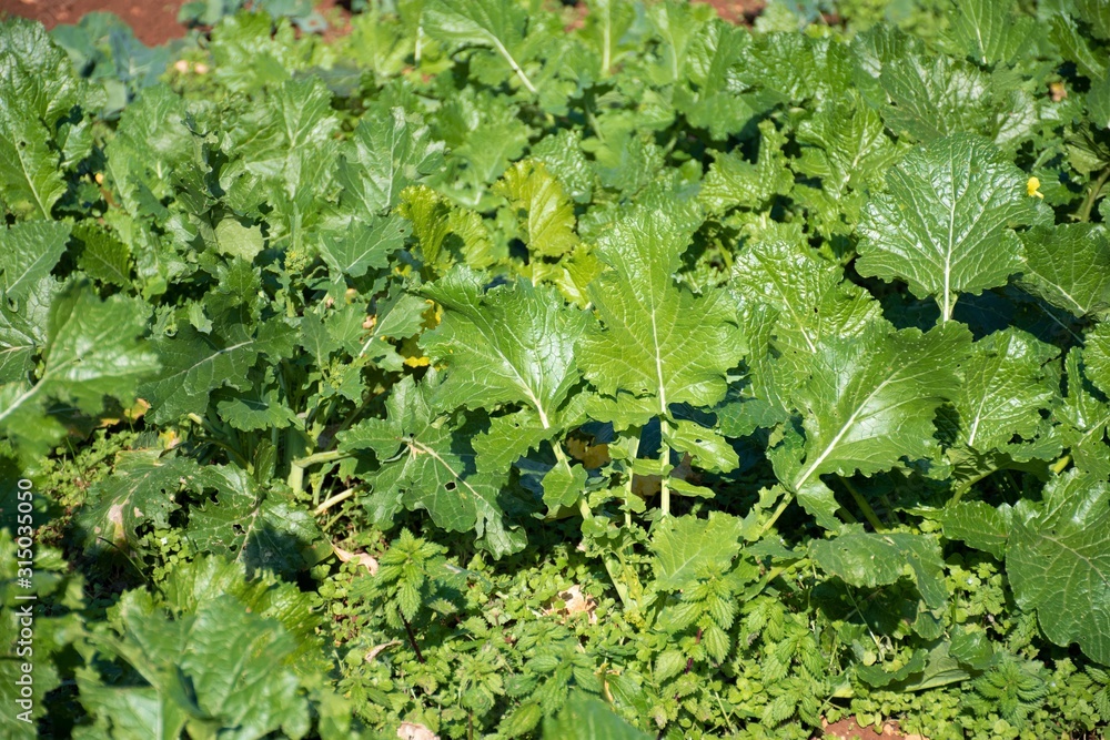 Cime di rapa, rapini or broccoli rabe in a field, green cruciferous vegetable, veggies, mediterranean cuisine Cime di rapa, rapini or broccoli rabe in a field, green cruciferous vegetable, veggies, mediterranean cuisine