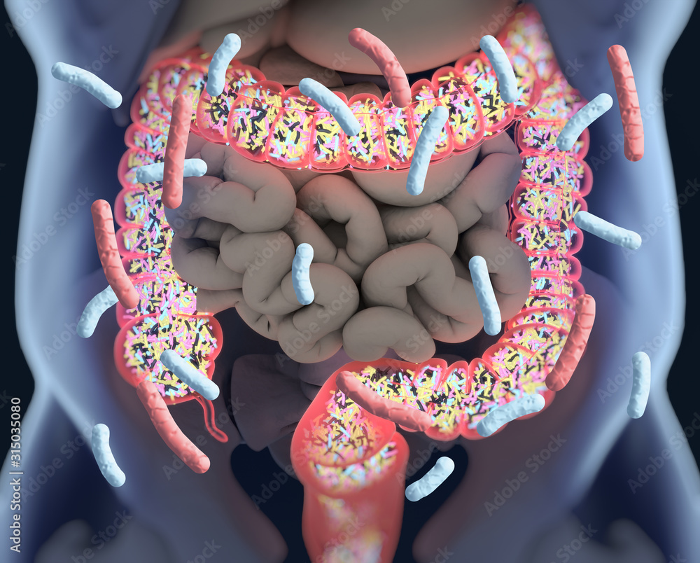Real Large Intestine