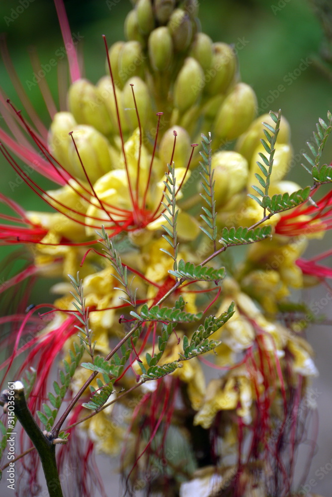 Obraz premium Flower