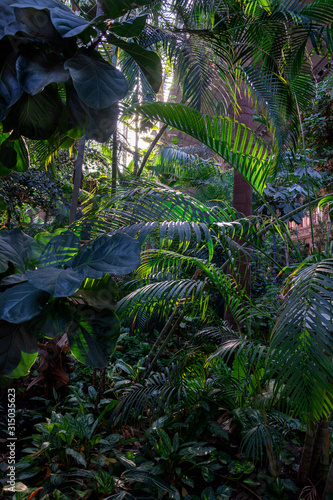 View of green tropical vegetation in urban greenhouse of Atocha station, Madrid, Spain, Europe