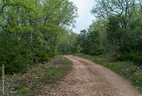 road in the forest