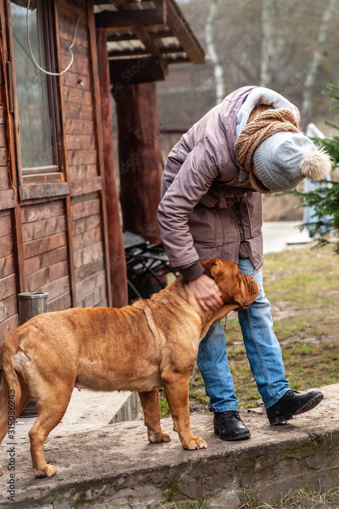 Φωτογραφία A tall girl or woman in winter outfit stroking a big French Mastiff - Bordeaux D