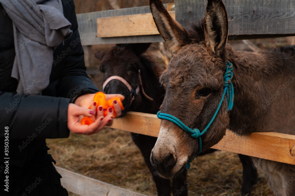Φωτογραφία Close-up of donkeys heads near the wooden hedge and a woman hand with carrots pi