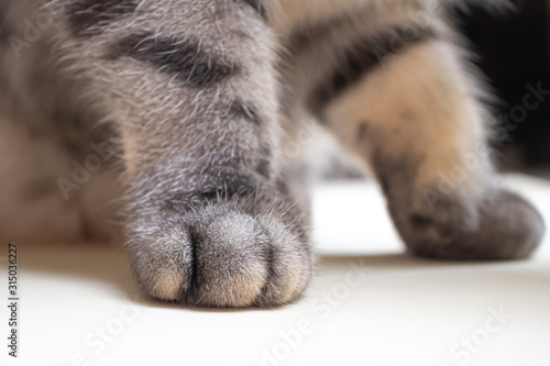 Gray black striped cat legs close up. The concept of pets, animal care, veterinary medicine. Light background.