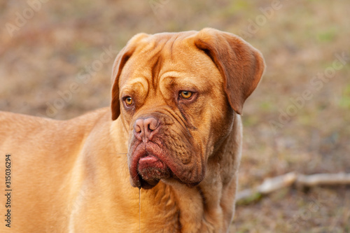 Head of French Mastiff - Bordeaux Dog - Dogue de Bordeaux on natural background