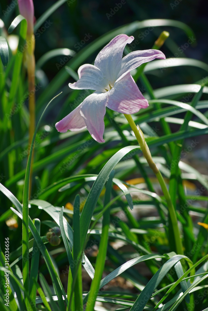 White Labuffarosa Rain Lily (Zephyranthes 'Labuffarosa'). Called La Bufa Rosa goup also. White Labuffarosa Rain Lily (Zephyranthes 'Labuffarosa'). Called La Bufa Rosa goup also.