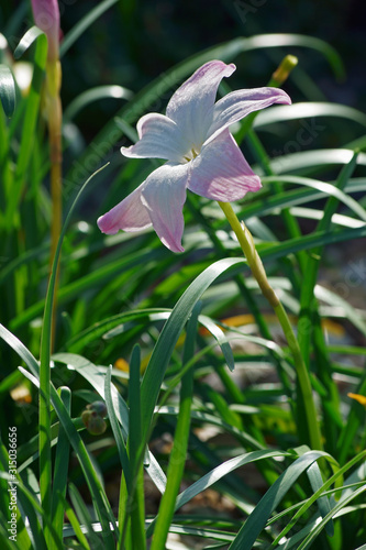 White Labuffarosa Rain Lily (Zephyranthes 'Labuffarosa'). Called La Bufa Rosa goup also.
