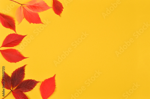 Autumn or fall banner with copy space. Back to school