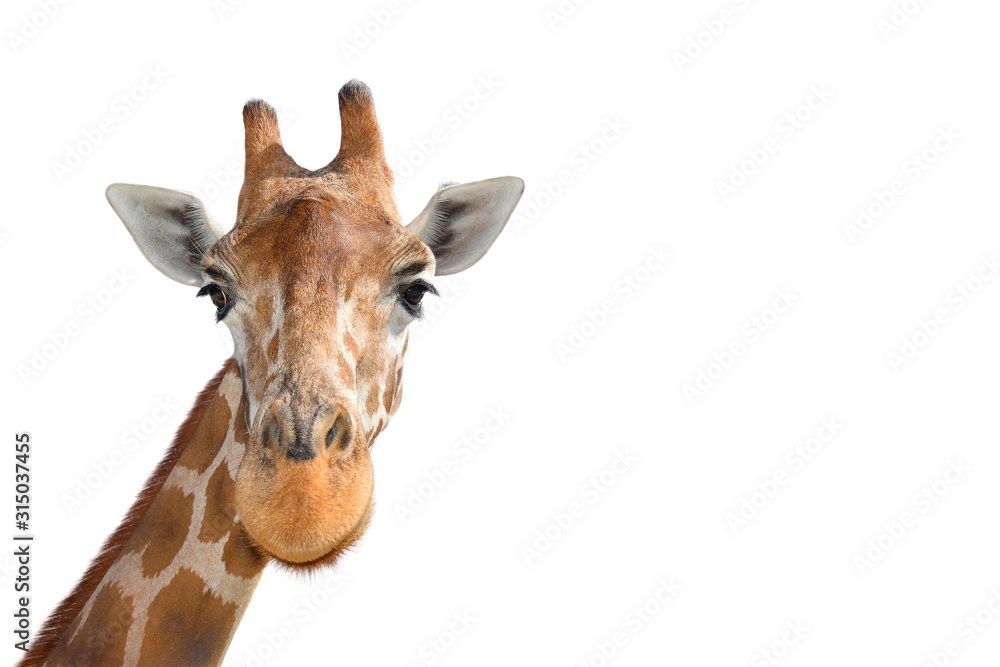 Portrait of Young funny giraffe standing close up on white background.