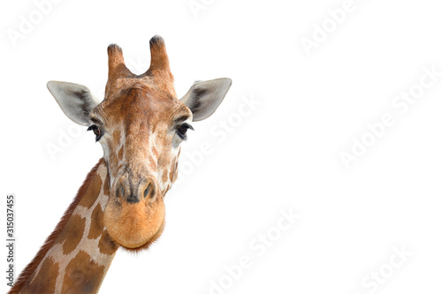 Portrait of Young funny giraffe standing close up on white background. © esvetleishaya