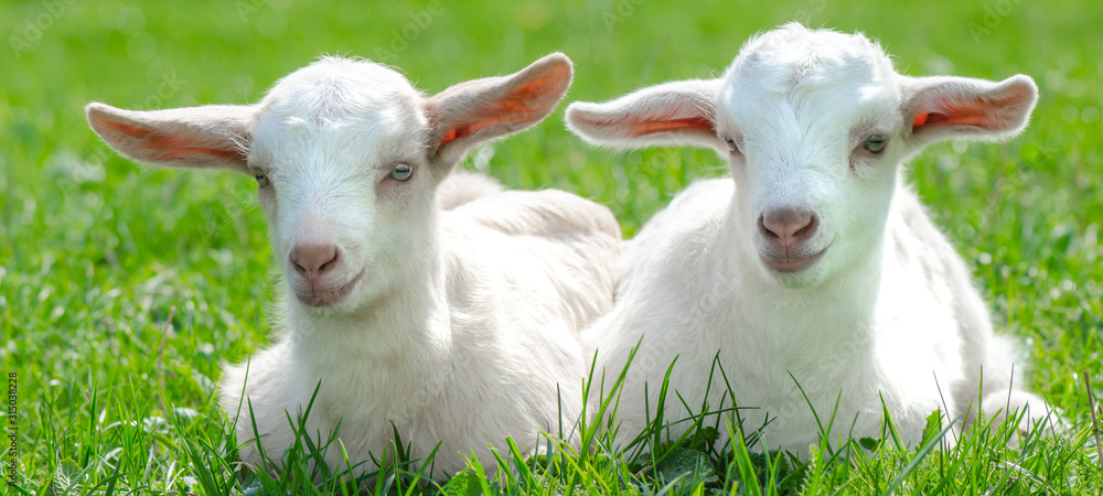 Two cute baby goats are sitting on a green meadow Two cute baby goats are sitting on a green meadow