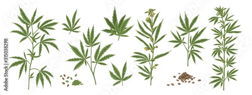 Set of different realistic green hemp with seeds. Collection of cosmetic and medical marijuana plant vector illustration. Cannabis herbal leaves front view isolated on white background.