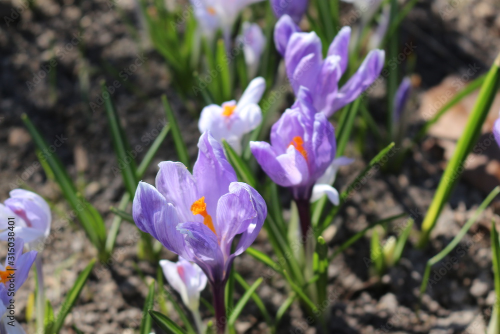 Delicate crocuses bloomed in the early spring in the garden Delicate crocuses bloomed in the early spring in the garden