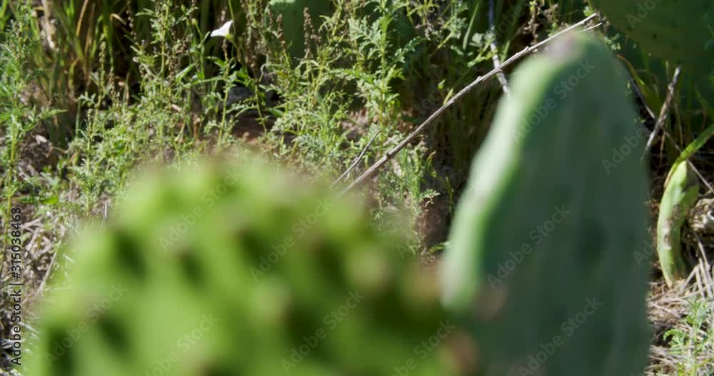 Cactus Nopales in a field in Zacatecas and Aguascalientes, Mexico Cactus Nopales in a field in Zacatecas and Aguascalientes, Mexico