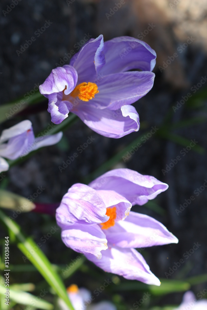 Delicate crocuses bloomed in the early spring in the garden Delicate crocuses bloomed in the early spring in the garden