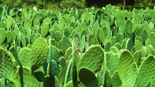 Cactus Nopales in a field in Zacatecas and Aguascalientes, Mexico photo