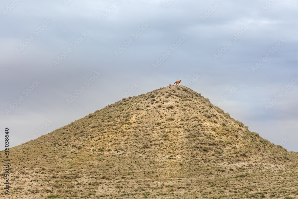 The Ustyurt Plateau. The horse stands on a high hill. District of Boszhir. The bottom of a dry ocean Tethys. Rocky remnants. Kazakhstan