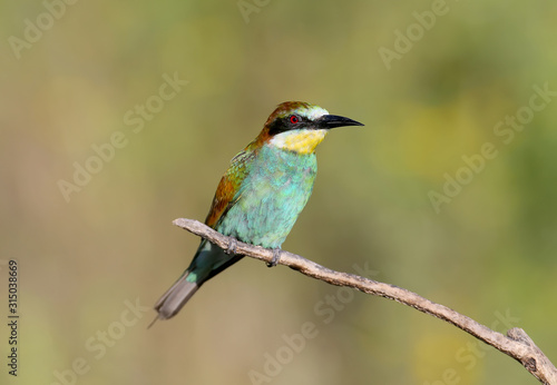 Adult bee-eater sheds before migrating to the south