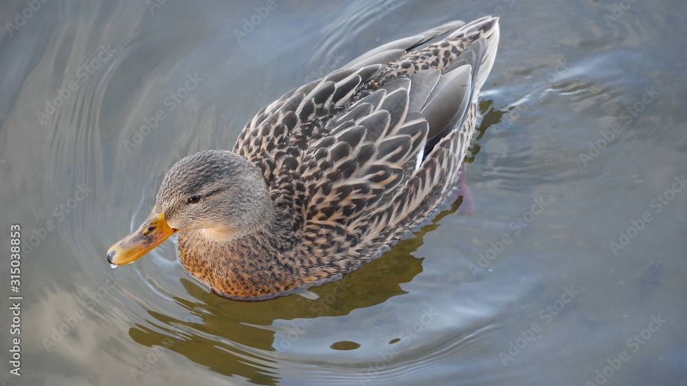 Duck Duck